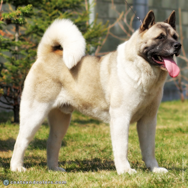 coatsandcolors.com American Akita colors intensity 2