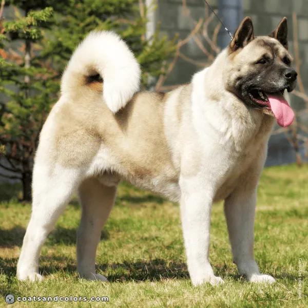 coatsandcolors.com American Akita colors intensity 2