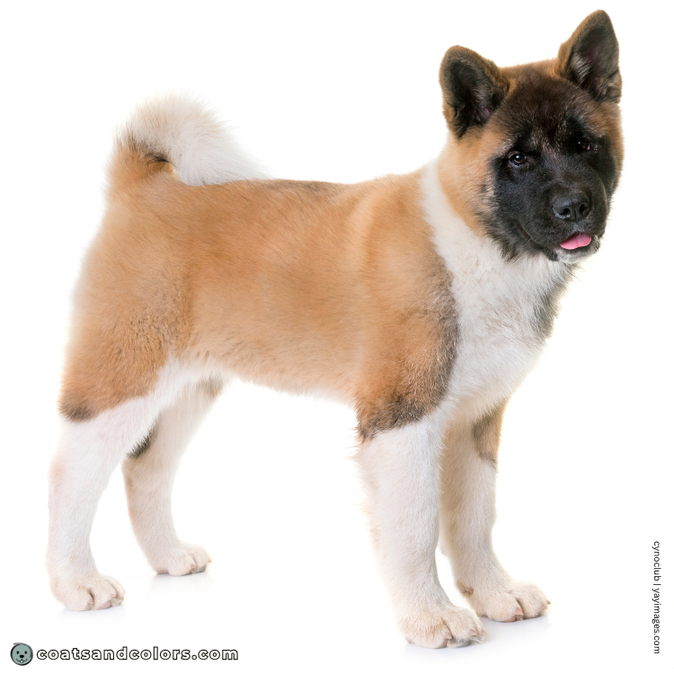 coatsandcolors.com American Akita colors intensity red