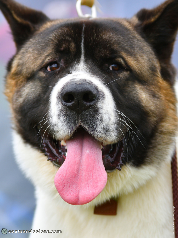 coatsandcolors.com American Akita colors muzzle white mask