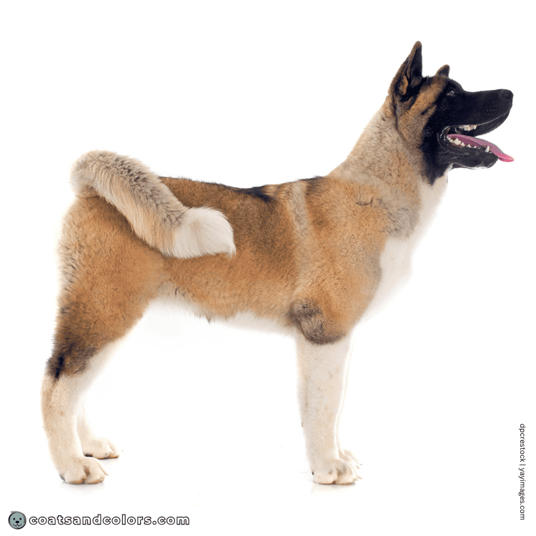 coatsandcolors.com American Akita colors patterned wild type kyky