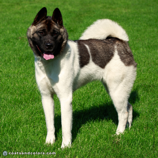 coatsandcolors.com American Akita colors pinto 1