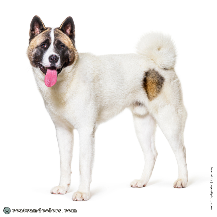 coatsandcolors.com American Akita colors pinto 2