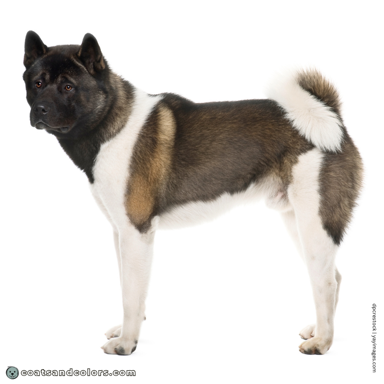 coatsandcolors.com American Akita colors pinto 3