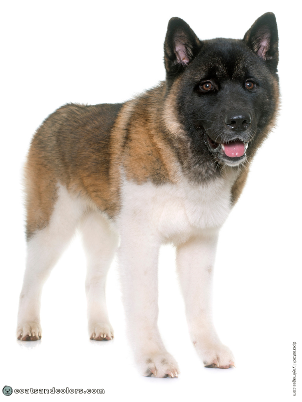coatsandcolors.com American Akita colors red 3b