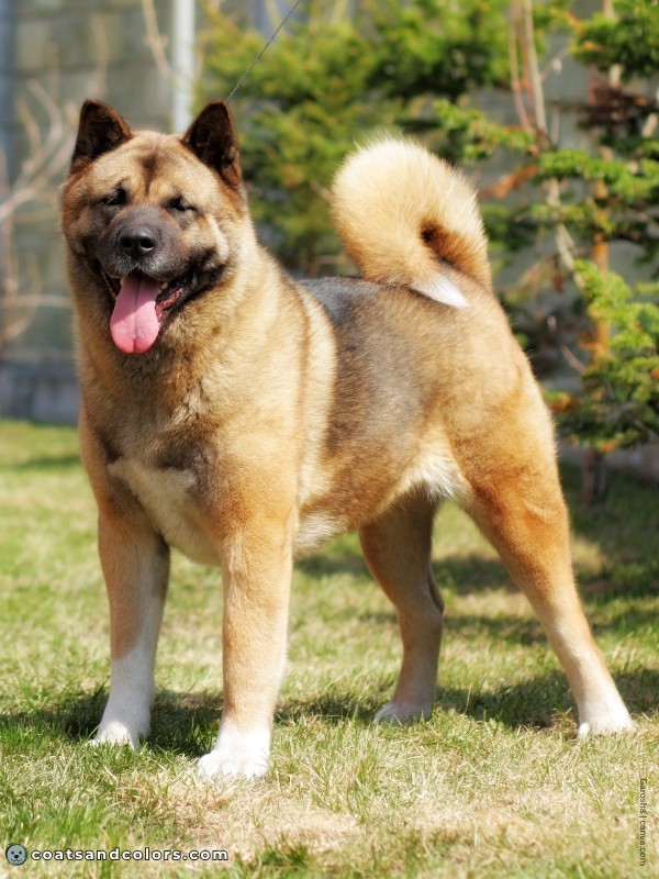 coatsandcolors.com American Akita colors red 4