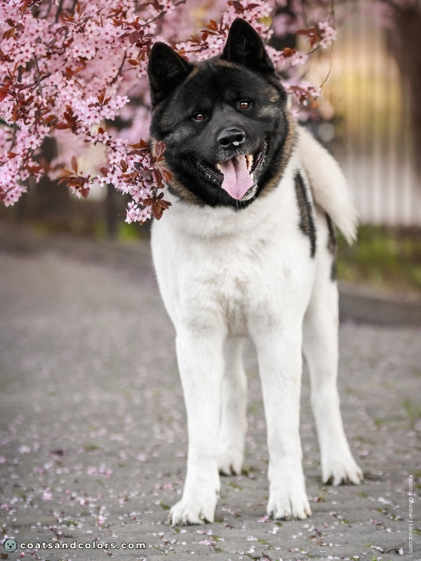 coatsandcolors.com American Akita colors red black overlay very pinto 2
