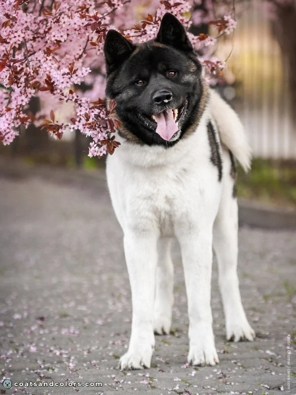 coatsandcolors.com American Akita colors red black overlay very pinto 2