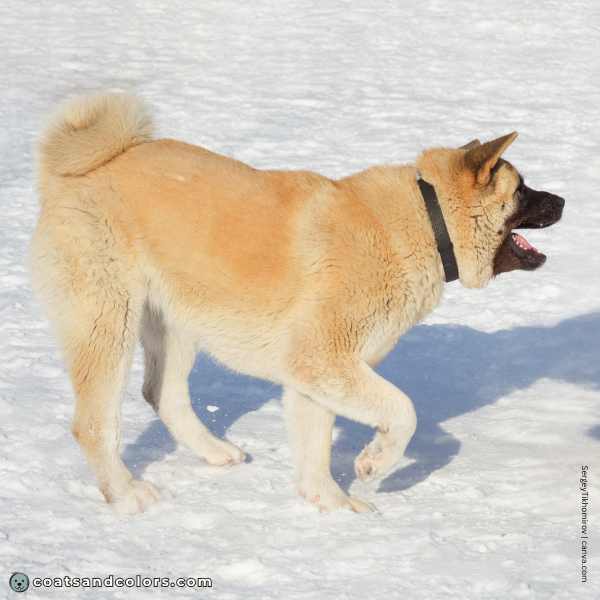 coatsandcolors.com American Akita colors red intensity 3