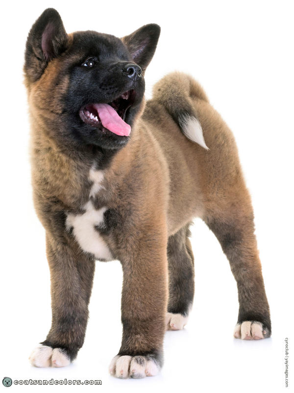 coatsandcolors.com American Akita colors red puppy black overlay