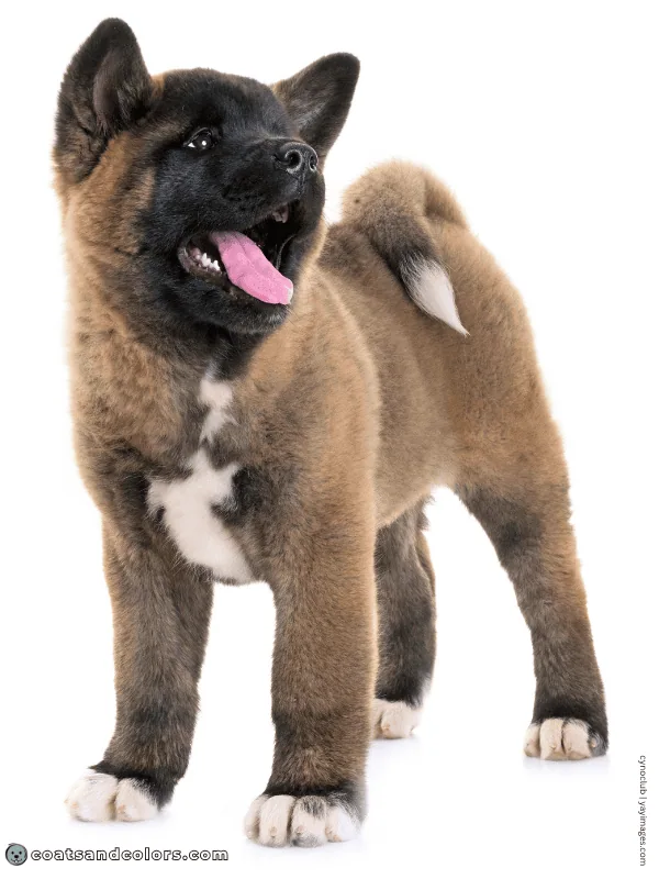 coatsandcolors.com American Akita colors red puppy black overlay