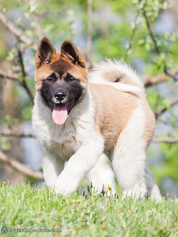coatsandcolors.com American Akita colors red white black mask puppy