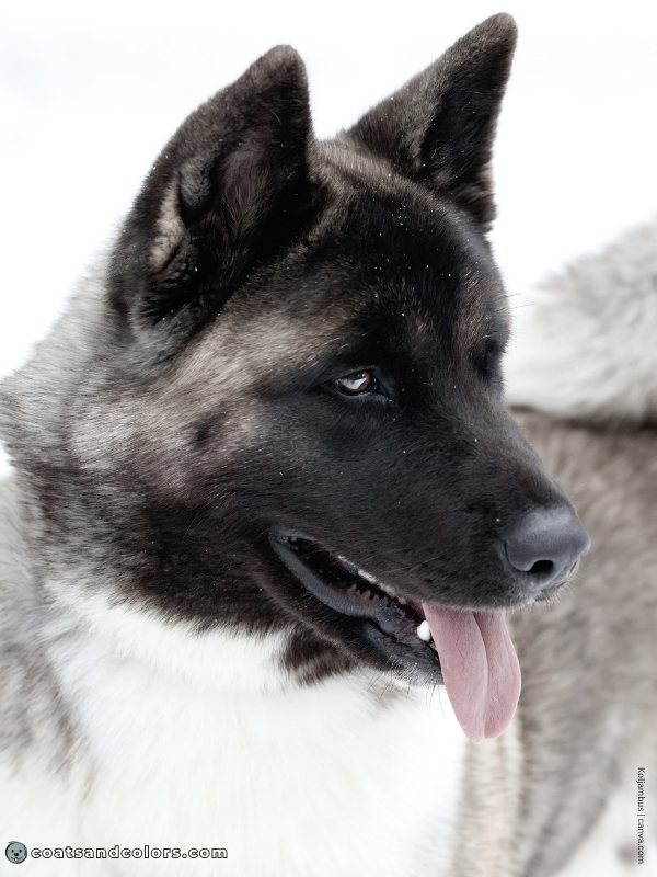 coatsandcolors.com American Akita colors silver 1
