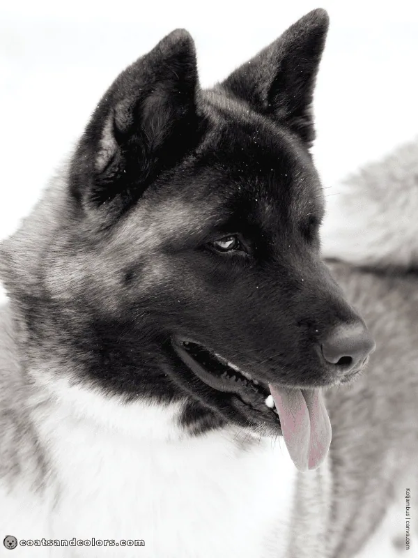 coatsandcolors.com American Akita colors silver 1