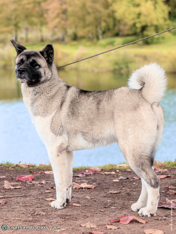 coatsandcolors.com American Akita colors silver 3