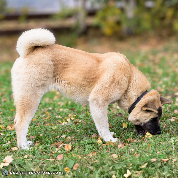 coatsandcolors.com American Akita colors solid no white