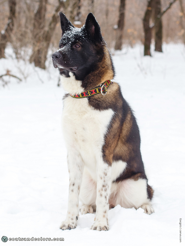 coatsandcolors.com American Akita colors ticking 1