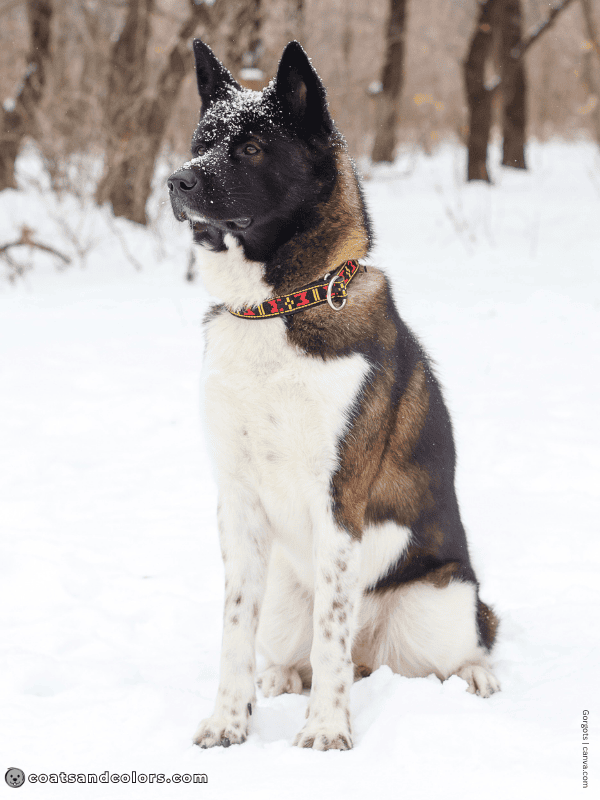 coatsandcolors.com American Akita colors ticking 1