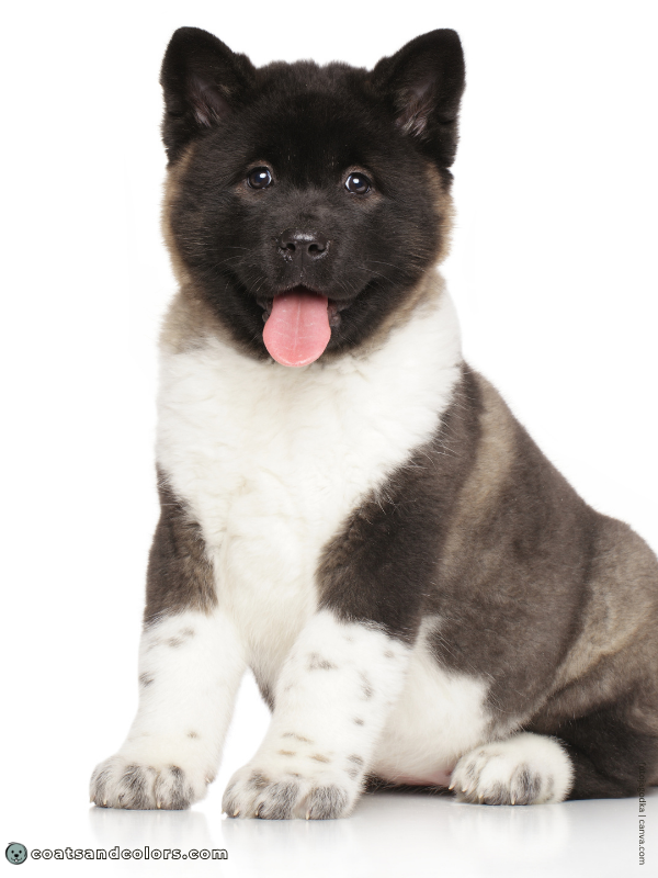 coatsandcolors.com American Akita colors ticking 2