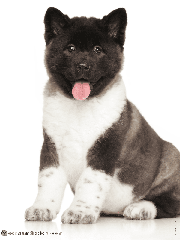 coatsandcolors.com American Akita colors ticking 2