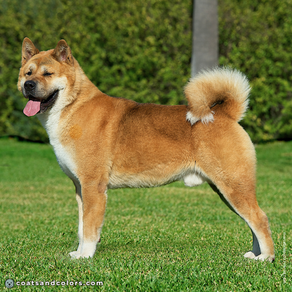 coatsandcolors.com American Akita colors urajiro 1