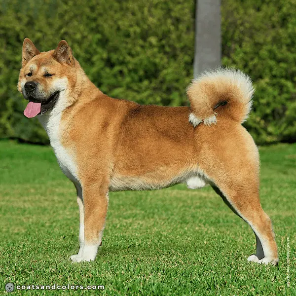 coatsandcolors.com American Akita colors urajiro 1