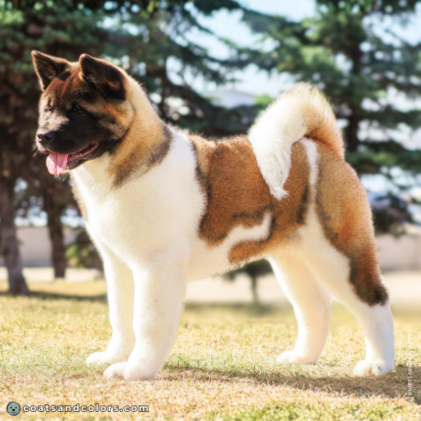 coatsandcolors.com American Akita colors watermarking