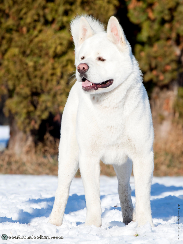 coatsandcolors.com American Akita colors white 1