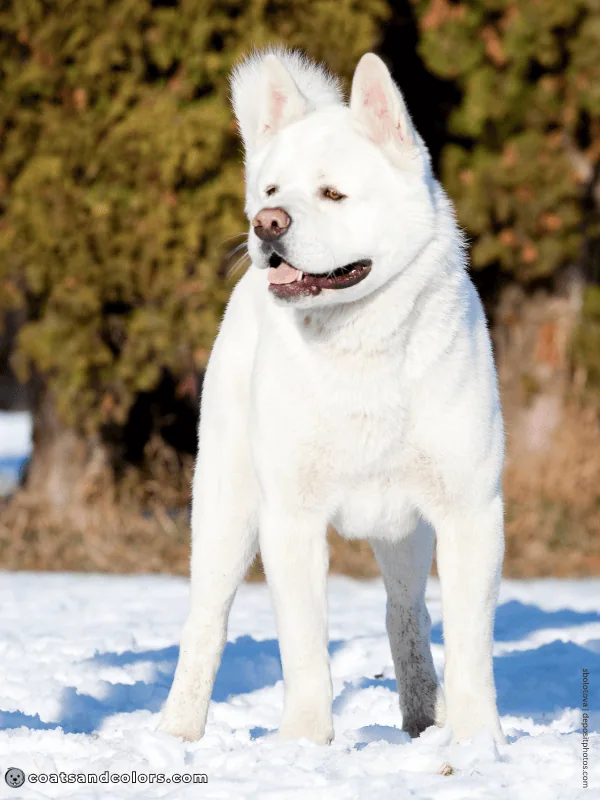 coatsandcolors.com American Akita colors white 1
