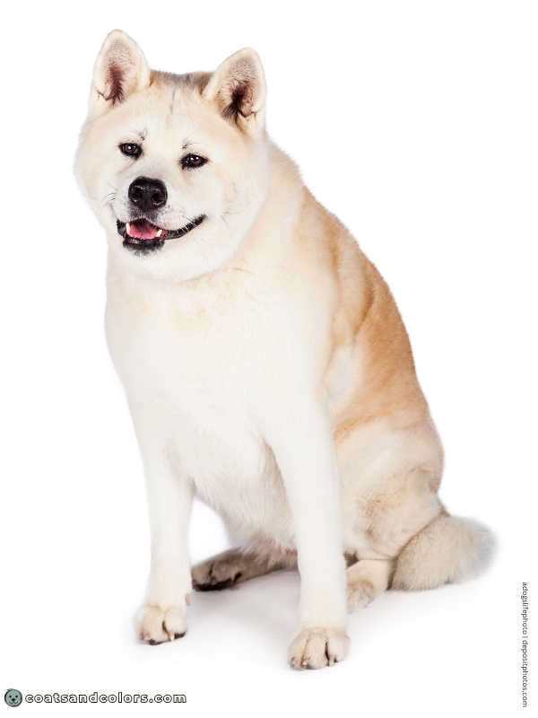 coatsandcolors.com American Akita colors white 2