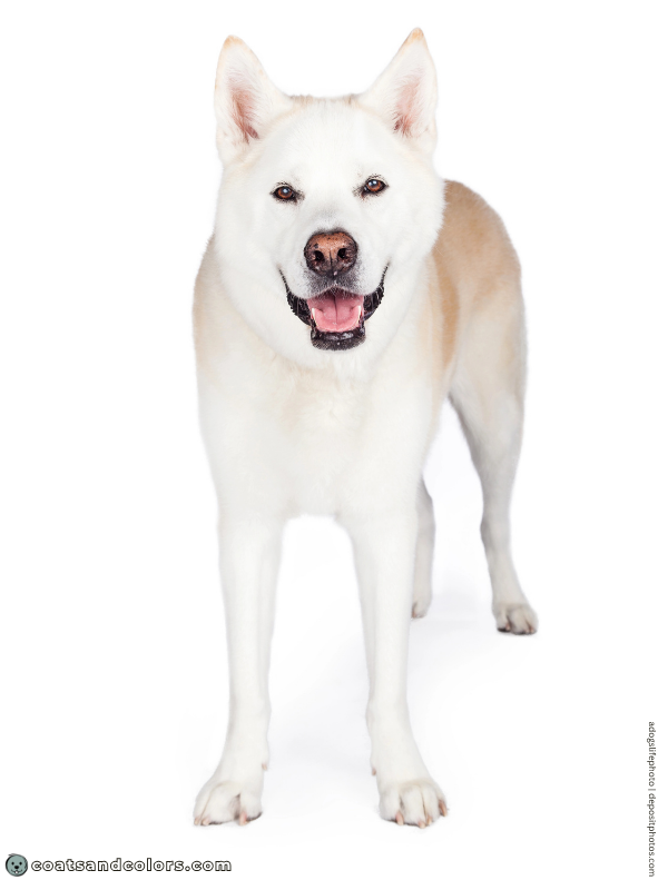coatsandcolors.com American Akita colors white 3