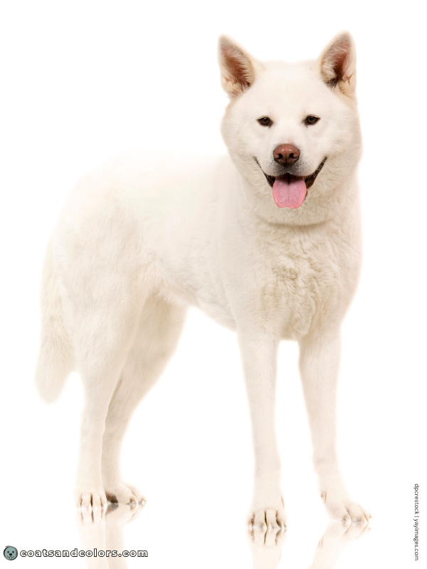 coatsandcolors.com American Akita colors white 3b