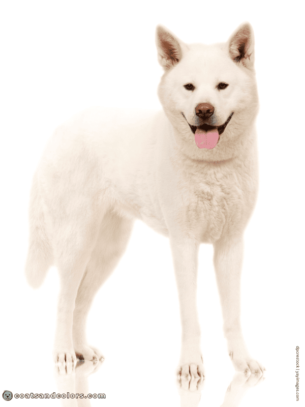 coatsandcolors.com American Akita colors white 3b
