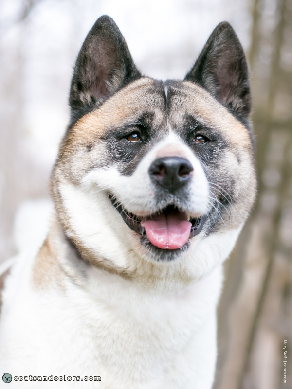 coatsandcolors.com American Akita colors white blaze