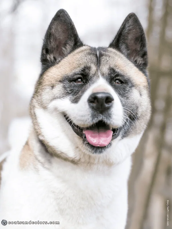 coatsandcolors.com American Akita colors white blaze