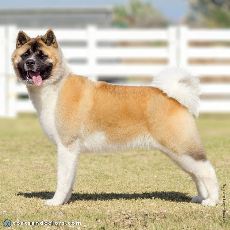 coatsandcolors.com American Akita colors white markings 1