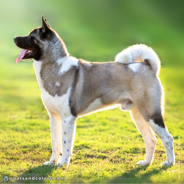 coatsandcolors.com American Akita colors white markings 2