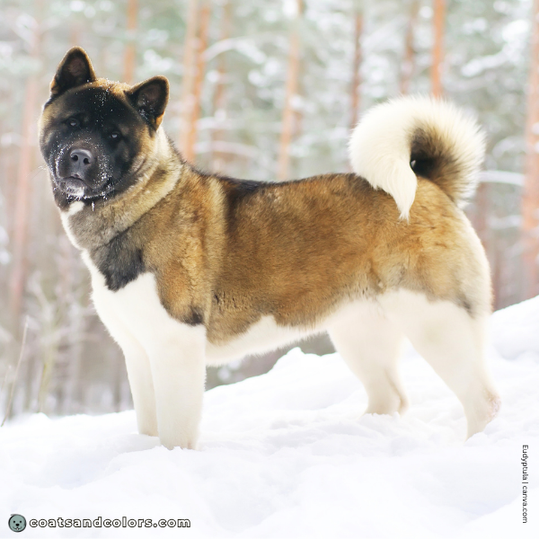 coatsandcolors.com American Akita colors white markings 3