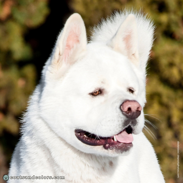 coatsandcolors.com American Akita colors white pink nose