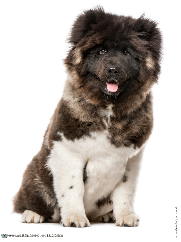 coatsandcolors.com American Akita colors wooly