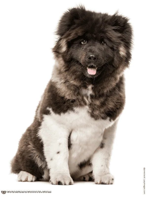 coatsandcolors.com American Akita colors wooly