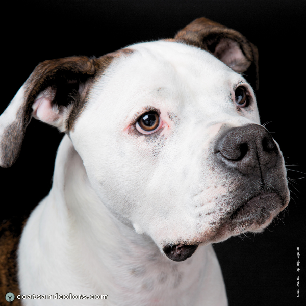 coatsandcolors.com American Bulldog Colors base color black