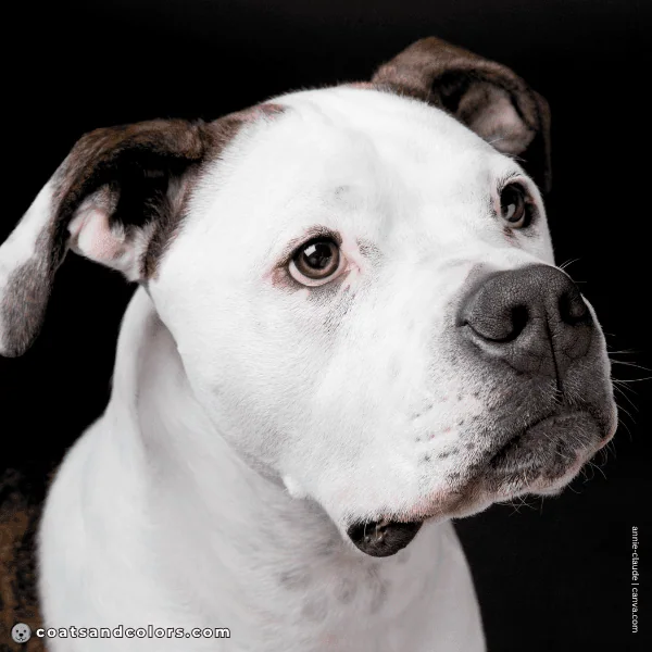coatsandcolors.com American Bulldog Colors base color black