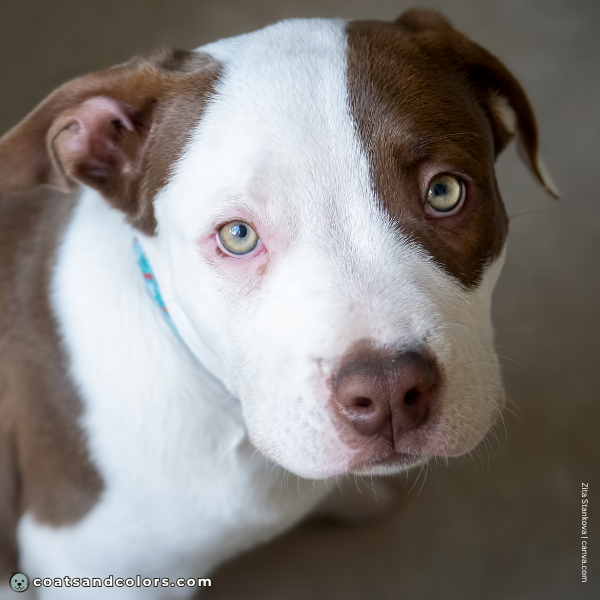coatsandcolors.com American Bulldog Colors base color chocolate liver