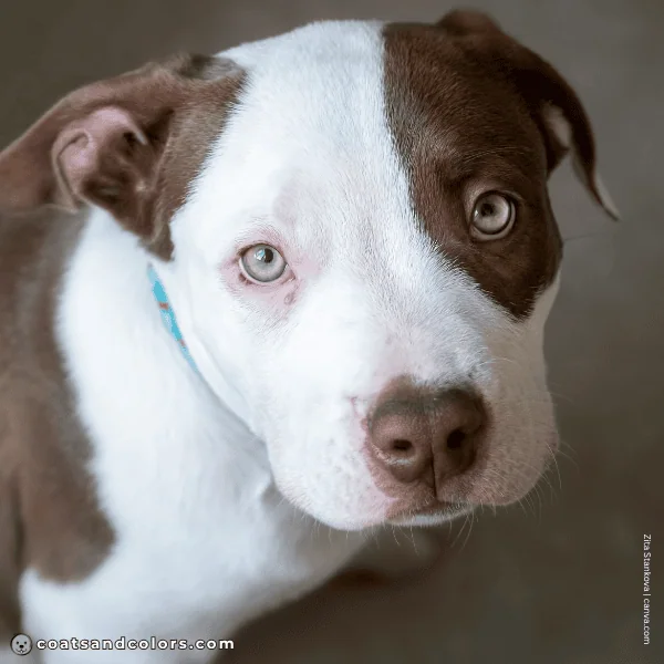 coatsandcolors.com American Bulldog Colors base color chocolate liver