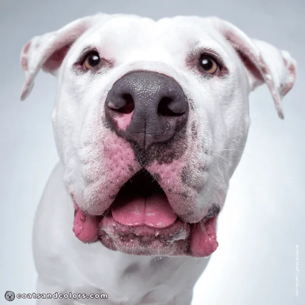 coatsandcolors.com American Bulldog Colors base color diluted black