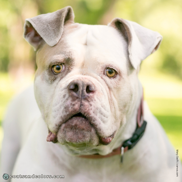 coatsandcolors.com American Bulldog Colors base color diluted chocolate