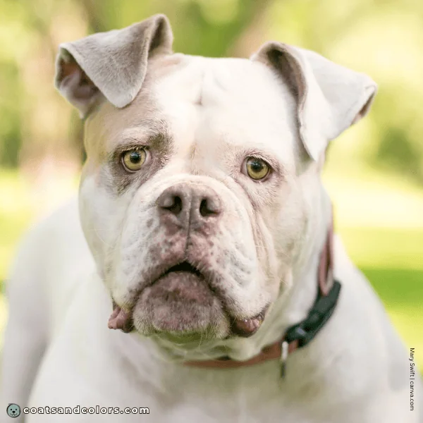coatsandcolors.com American Bulldog Colors base color diluted chocolate