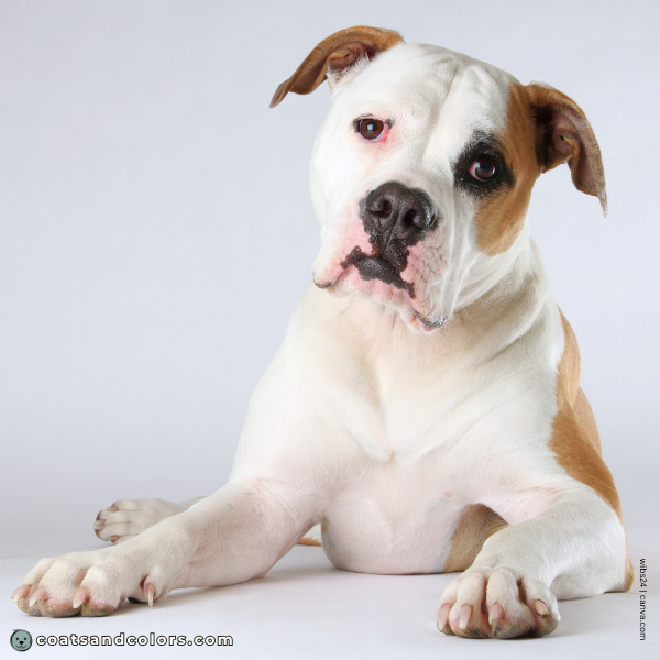 coatsandcolors.com American Bulldog Colors black mask 1