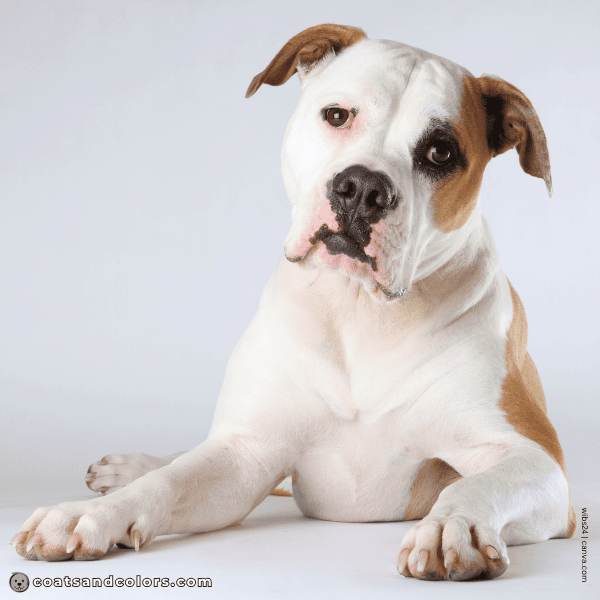 coatsandcolors.com American Bulldog Colors black mask 1